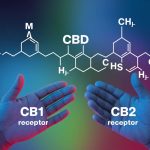 Comment le cbd agit sur le système endocannabinoïde