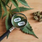 La différence entre le cbd et le thc : mythes et réalités