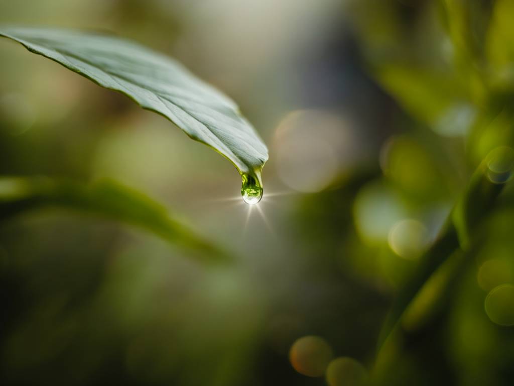 Cbd et santé mentale : une solution naturelle contre la dépression